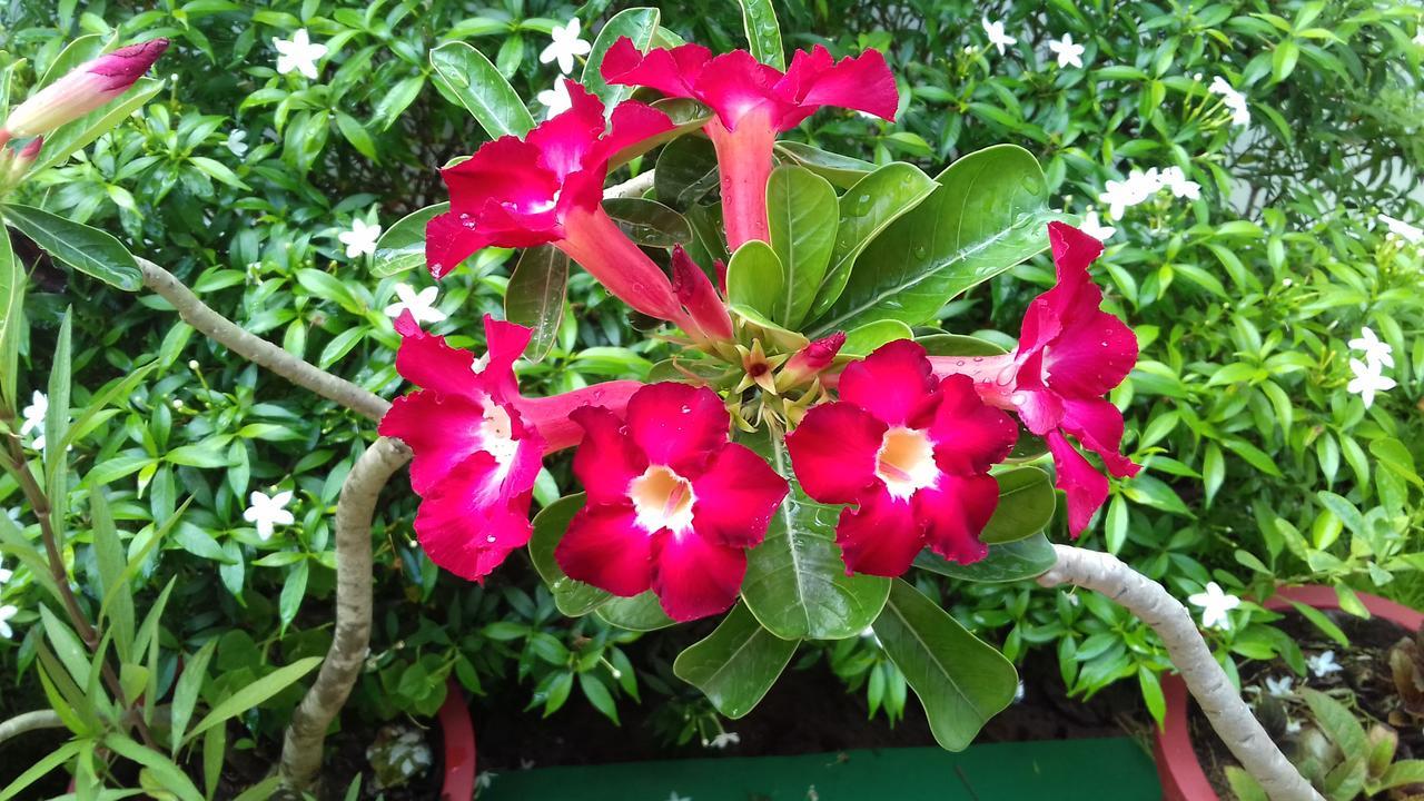 Marari Coastal Dreams Home Stay Alappuzha 외부 사진